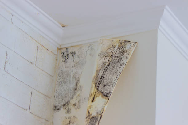 Best Mold removal after water damage  in Cockrell Hill, TX